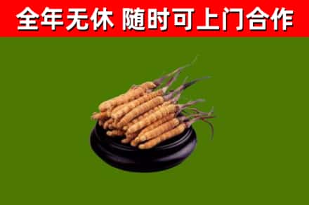 博乐市回收散虫草